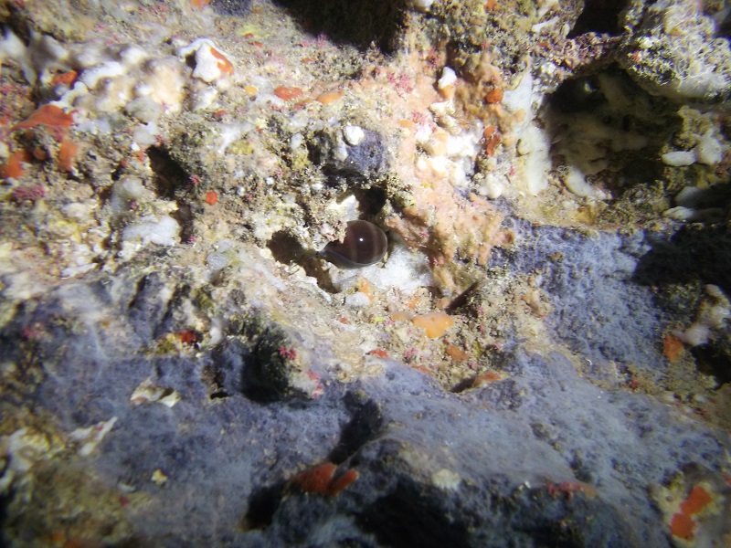 Luria lurida a Gozo